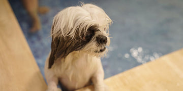 DOG SWIMMING POOL