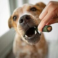 Ark Naturals Pet Supplements