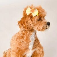 Hair and Head Accessories