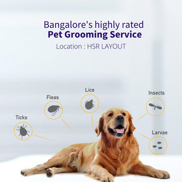 Basic Hygiene Full Spa