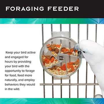 Foraging Wheel Bird Toy
