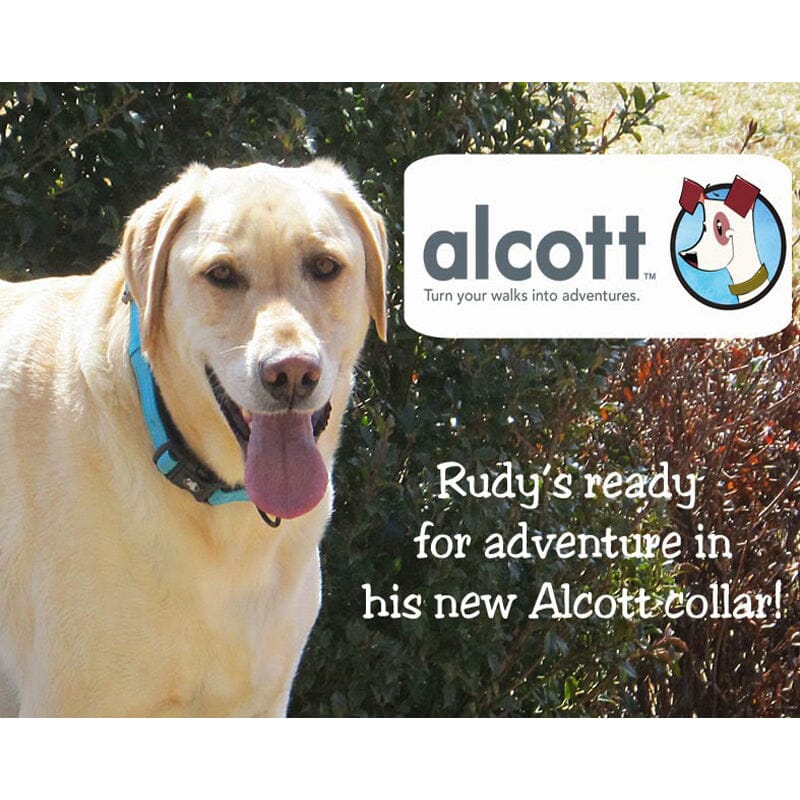 Dogs are always ready and excited for alcott adventure dog collars.
