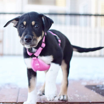Dogs love Alcott Adventure Pink vibrant colored Dog Harness.