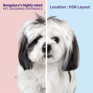 Basic Hygiene Full Spa Pet Grooming - Basic Hygiene Full Spa Solid Gold LLP
