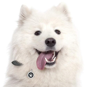 PawsnCollars.com provides unique sparkle Swarovski Crystals made Circle Paw shaped dog name ID tags to your loving pets.