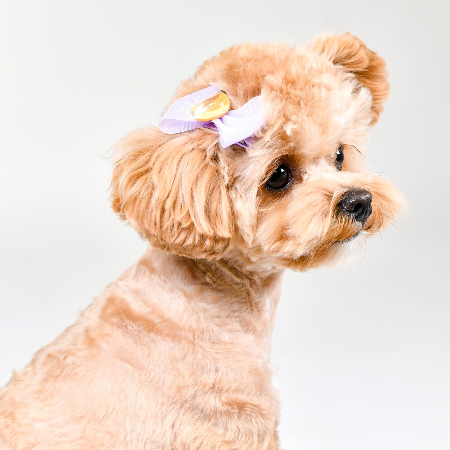 Hair Clip For Dogs