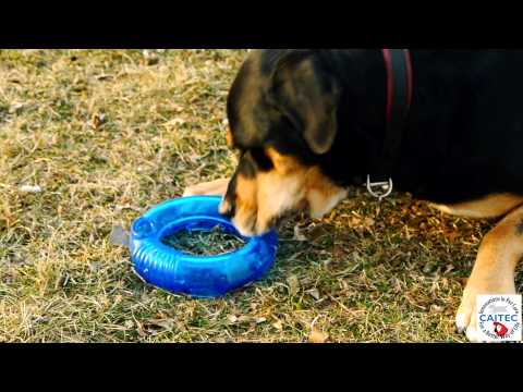 Chase 'N Chomp Foraging Ring toys designed to Reduces Boredom, Stress & satisfying chewing urges.