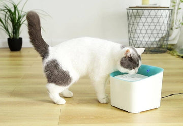 PawsnCollars Automatic Filtered Water Fountain For Cats & Dogs