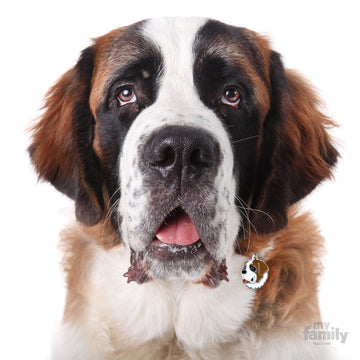 St Bernard Dog Name Tag