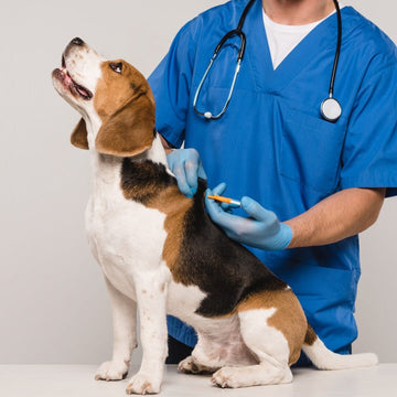 Veterinary Pet ID Microchip