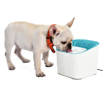 Is your Pet drinking enough Water? The Ultimate PawsnCollars Guide to Daily Hydration for Dogs & Cats