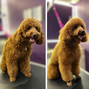 Poodle Grooming with PawsnCollars: Coat Health, Matting Prevention and Holistic Wellness Care