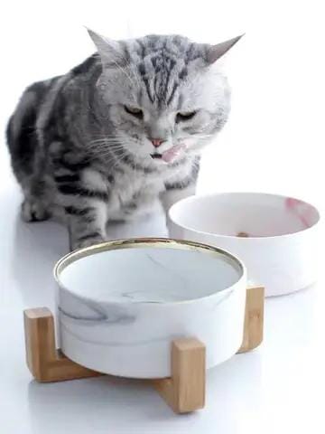 cat bowls
