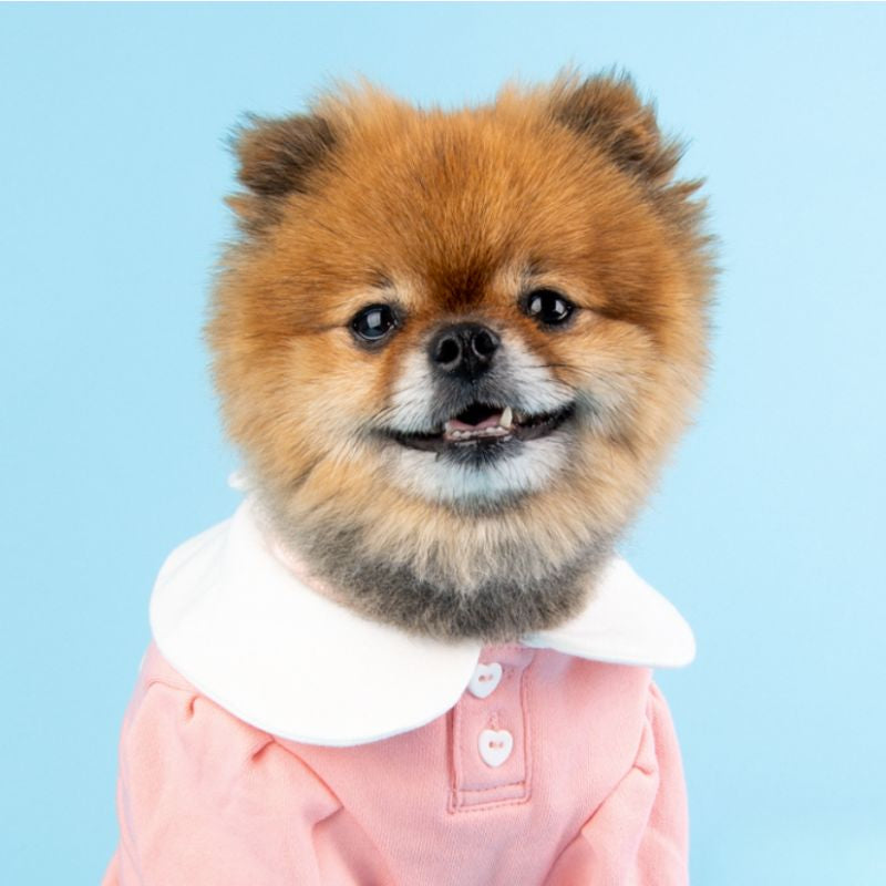 Small dog wearing a pink outfit with a white collar against a light blue background
