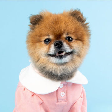 Small dog wearing a pink outfit with a white collar against a light blue background