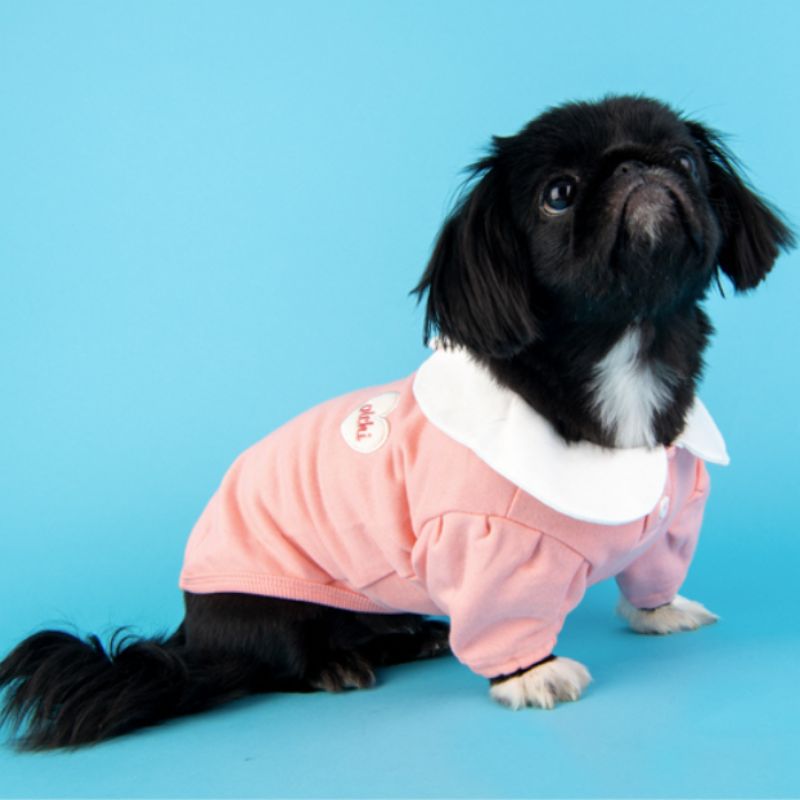 Small black dog wearing a pink outfit on a blue background