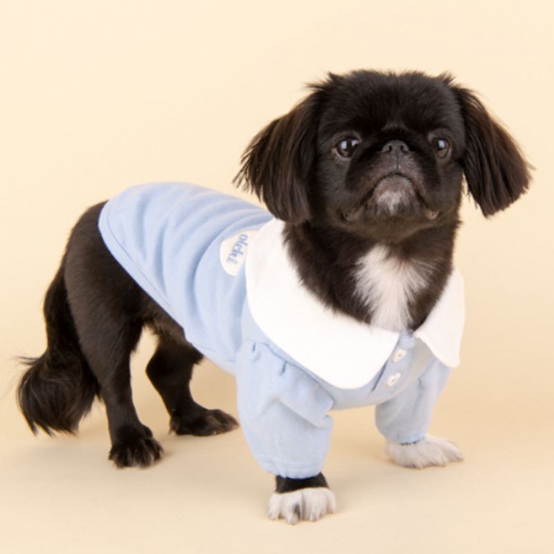 Small black dog wearing a light blue quilted coat on a beige background