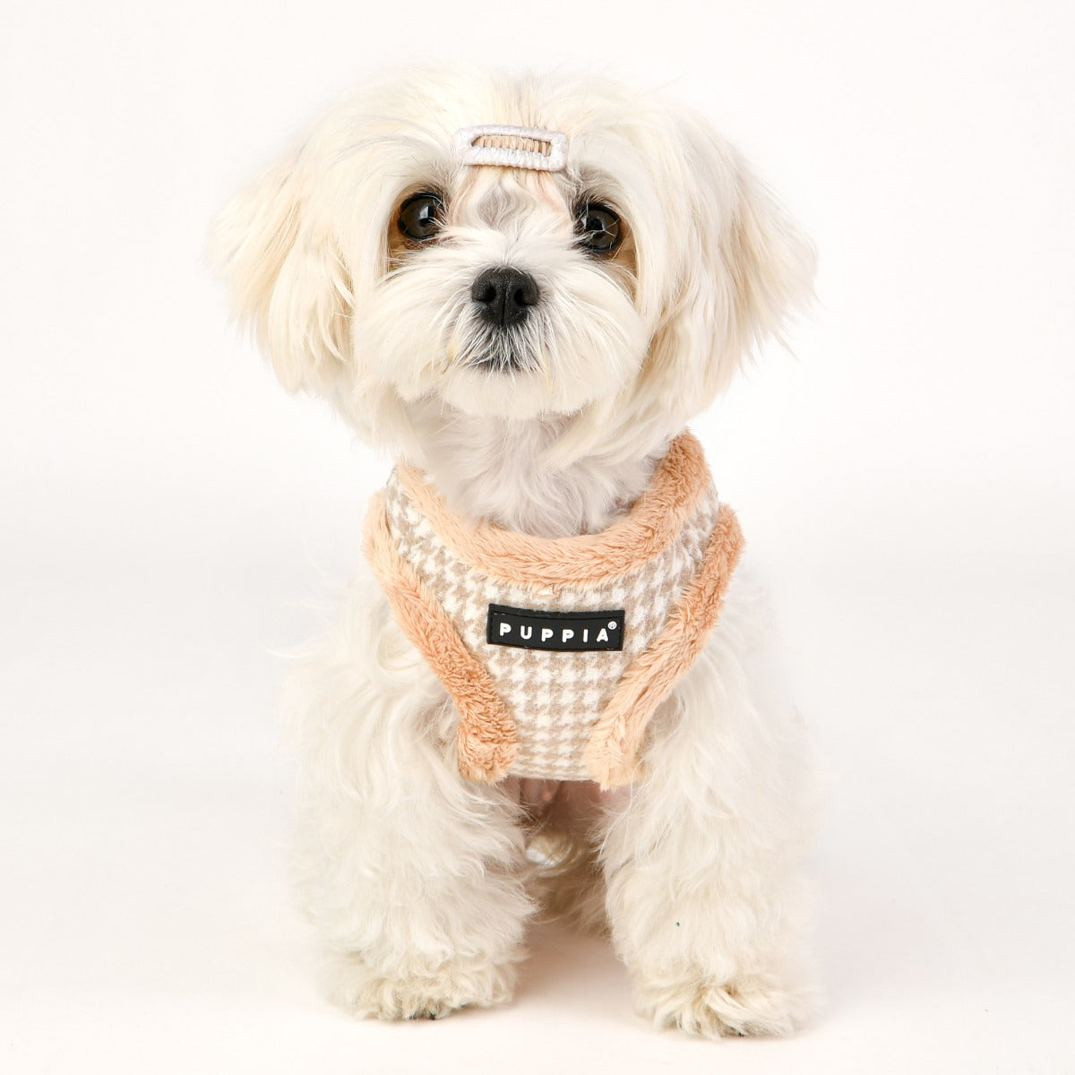 Small white dog wearing a peach-colored knitted sweater with 'Puppia' branding on a white background