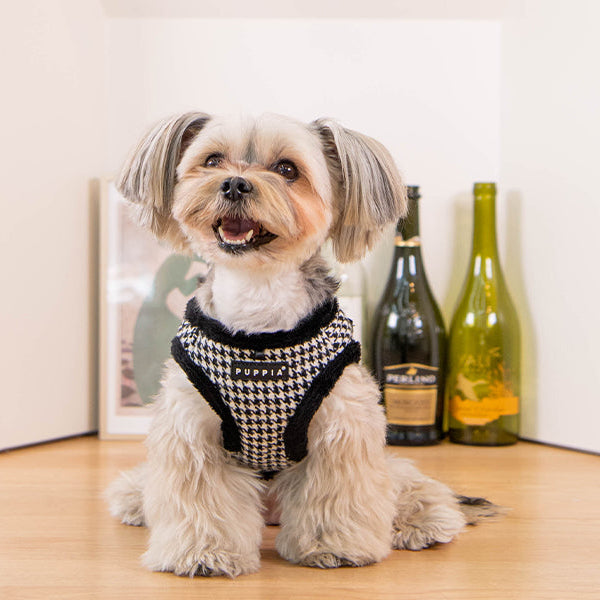 Small dog wearing a houndstooth patterned harness