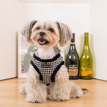 Small dog wearing a houndstooth patterned harness