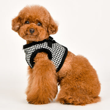 Small brown dog wearing a black and white checkered harness