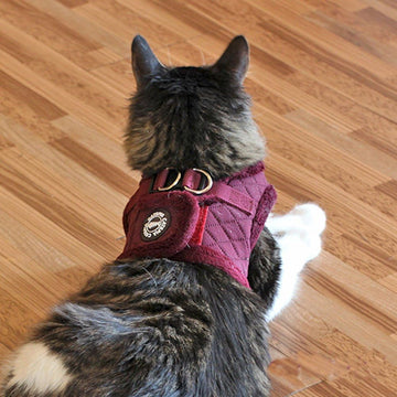 Cat wearing a purple puppia chest harness