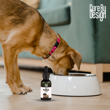 Relief 500mg CBD MCT for Cats & Dogs - 30 ml