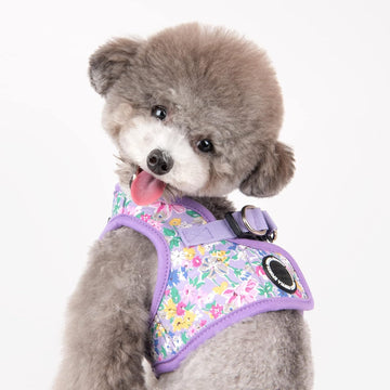 Small dog wearing a colorful floral puppia harness 