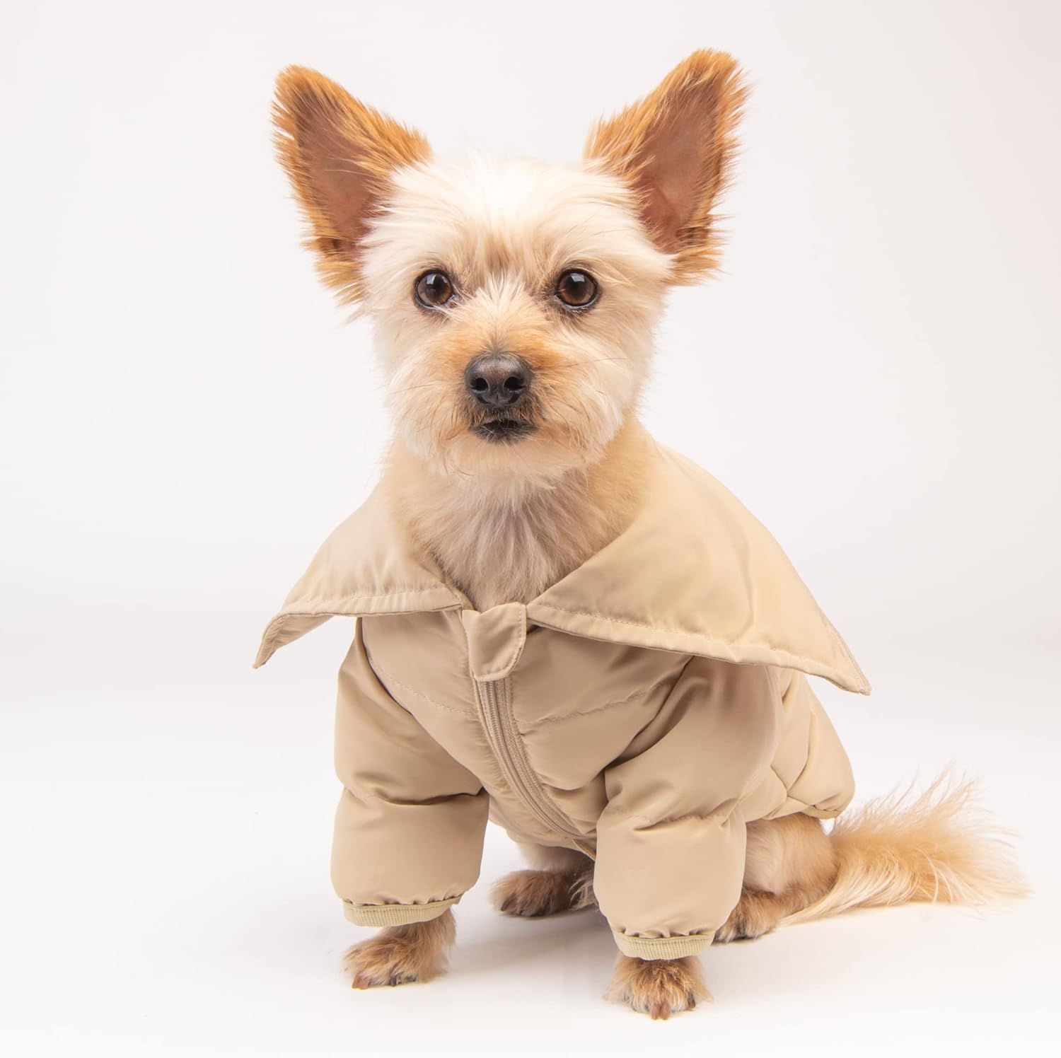 Small dog wearing a beige hoodie dog vest 