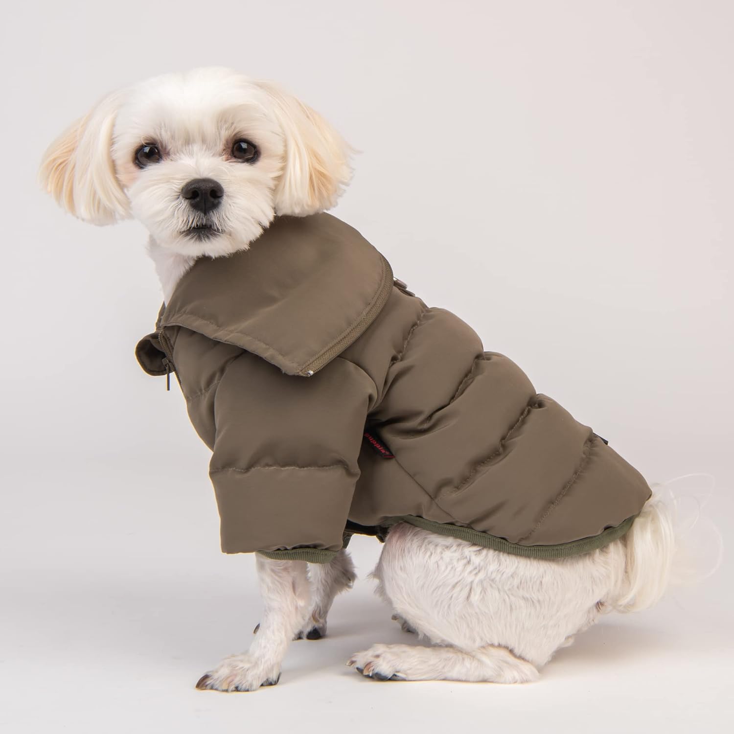 Small dog wearing a brown puffer coat an all weather dog coat