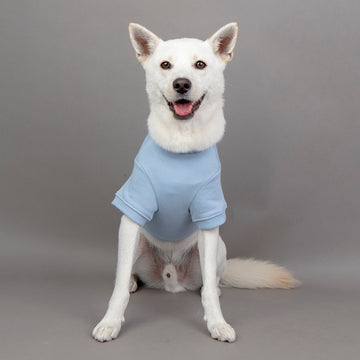 White dog wearing a light blue puppia T-Shirt 