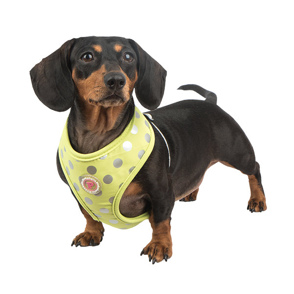 Small dog wearing a yellow polka dot puppia harness 
