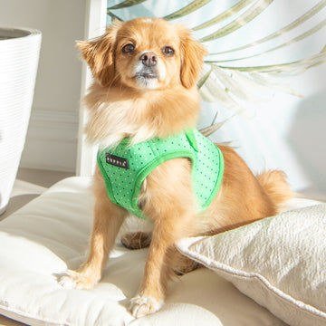 Small dog wearing a green puppa chest harness 