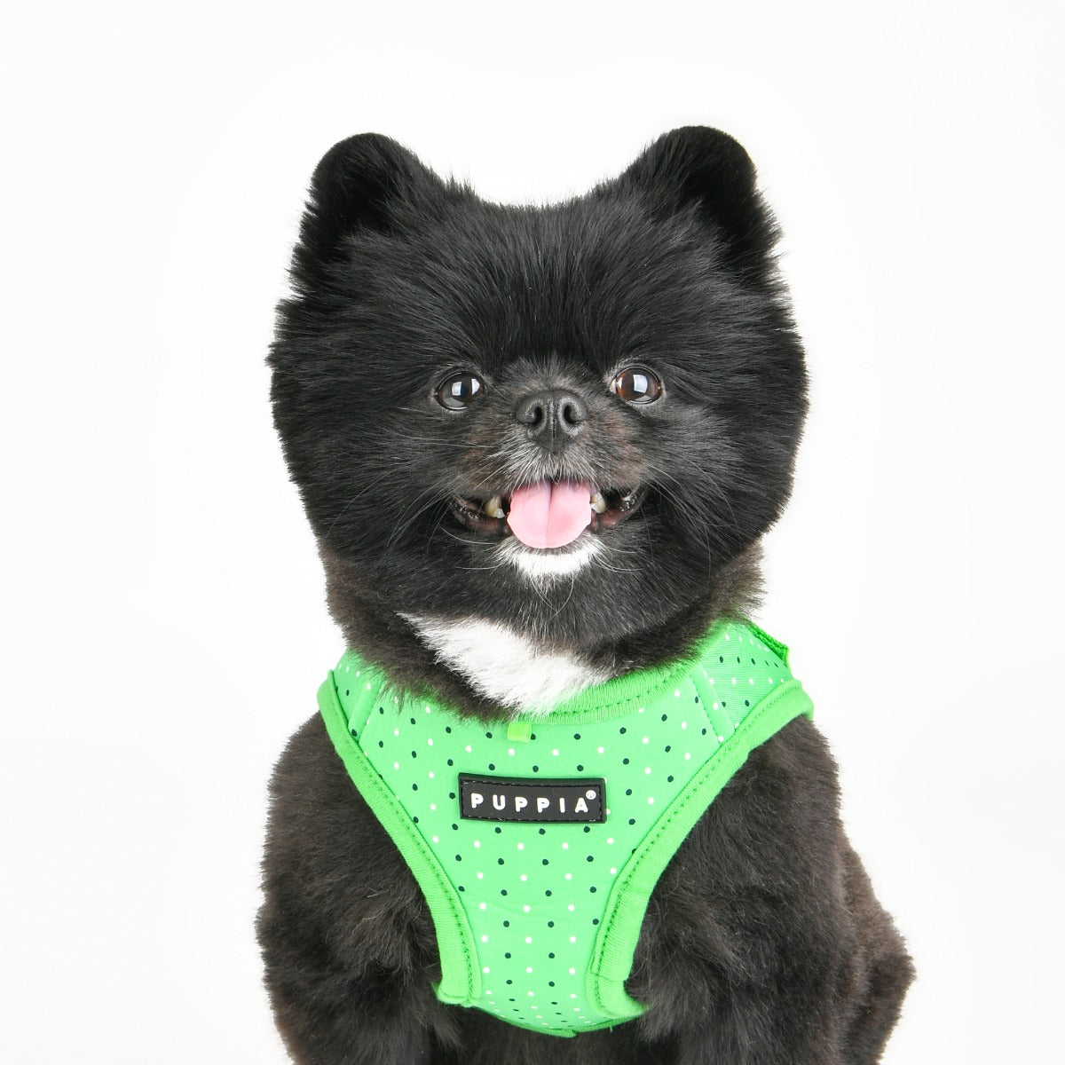 Small black dog wearing a green harness with 'Puppia' branding 