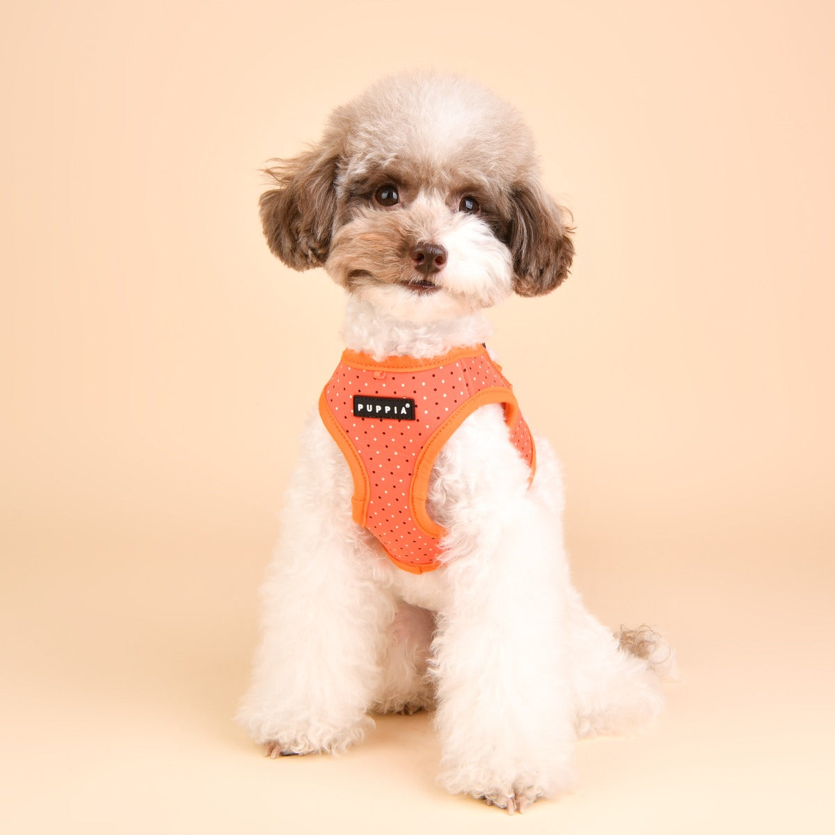Small dog wearing an Orange dog harness for small dogs with polka dot pattern 