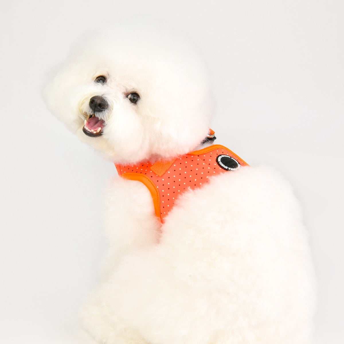 Small white dog wearing Orange dog harness for small dogs with polka dot pattern 
