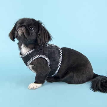 Small black dog wearing a checkered puppia harness 
