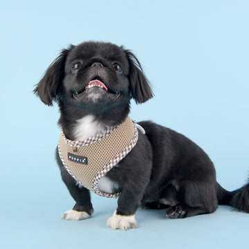 Small black dog wearing a beige checkered puppia harness 