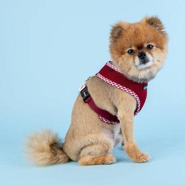 Small dog wearing a red vivian harness