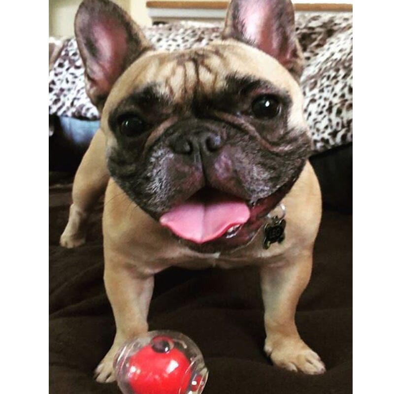 Amazing shop squeaker ball