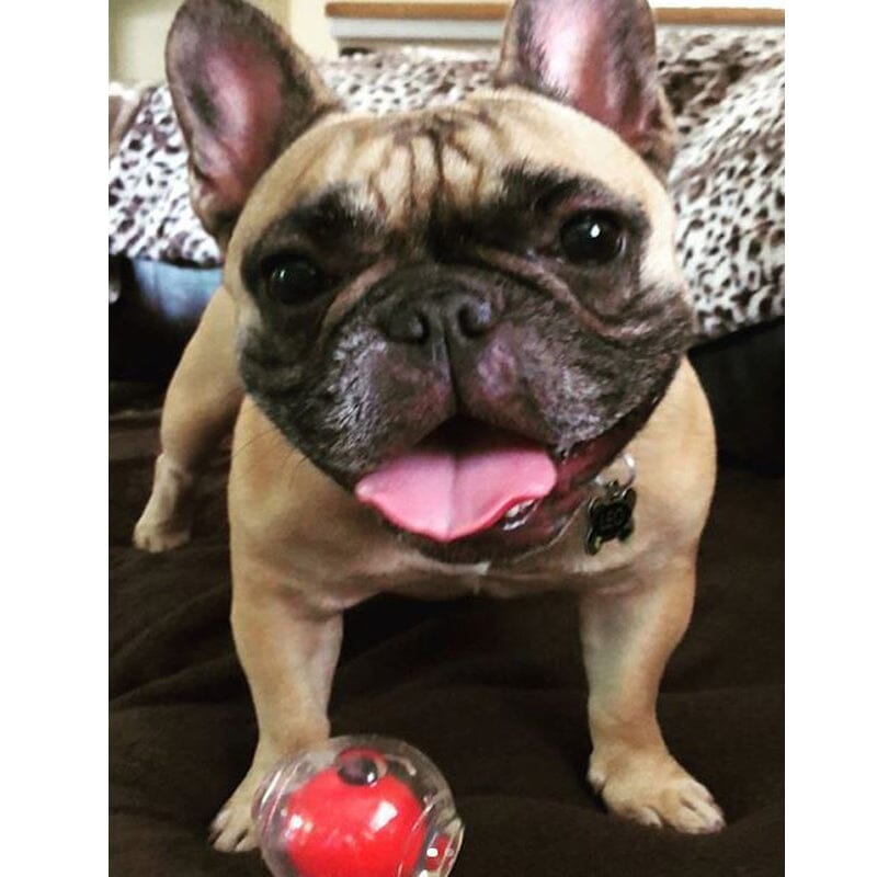 Chase 'N Chomp Amazing Squeaker Ball Dog Toy Helps alleviate doggy boredom and deter negative behavior.