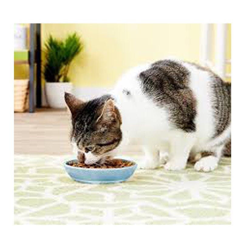 Van Ness Ecoware Cat dish/bowls with Shallow and wide design prevents whisker stress.
