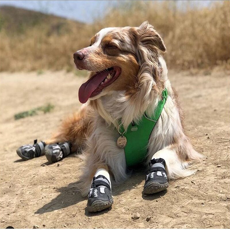 Explorer Adventure Dog Shoes or Boots