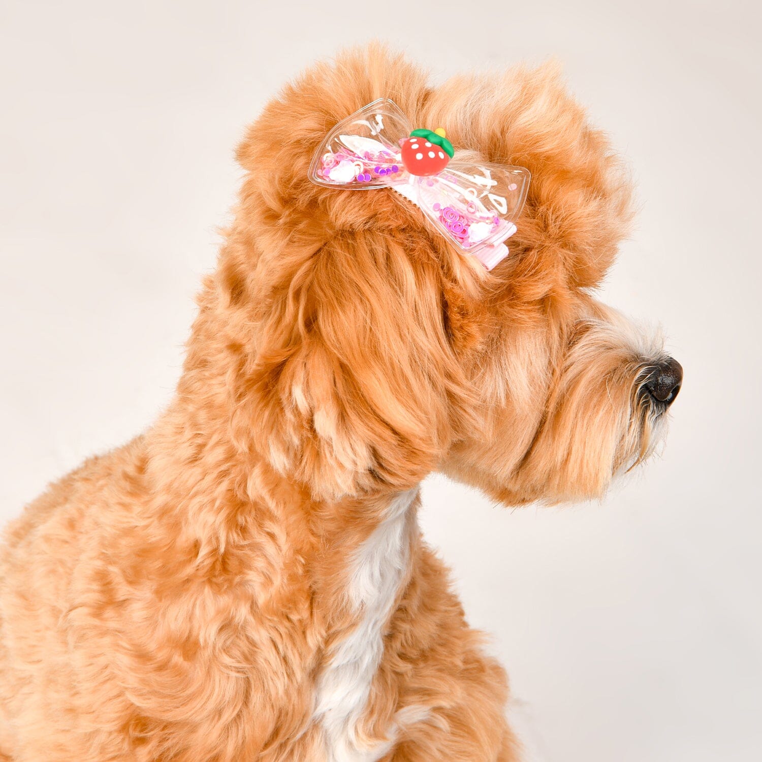 Dog with cheap hair clip