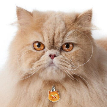 Red / Ginger Persian Cat Looks Strong by wearing PawsnCollars.com Cat Name ID Tag.