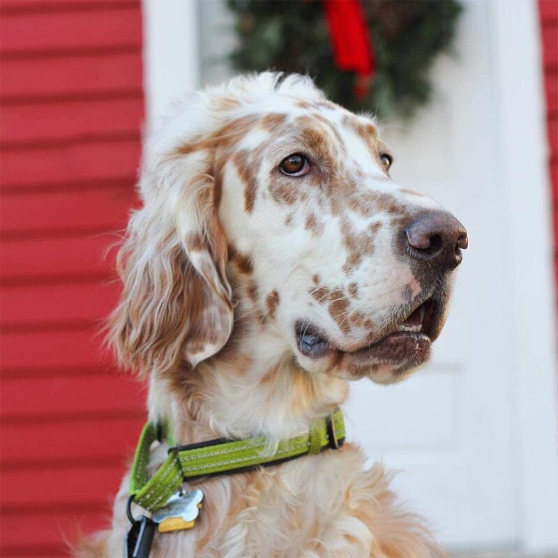 Alcott Martingale collar Initially intended for dogs with thinner heads, than necks.