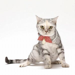 Red Collar For Cats