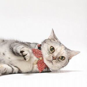 Red Collar For Cats