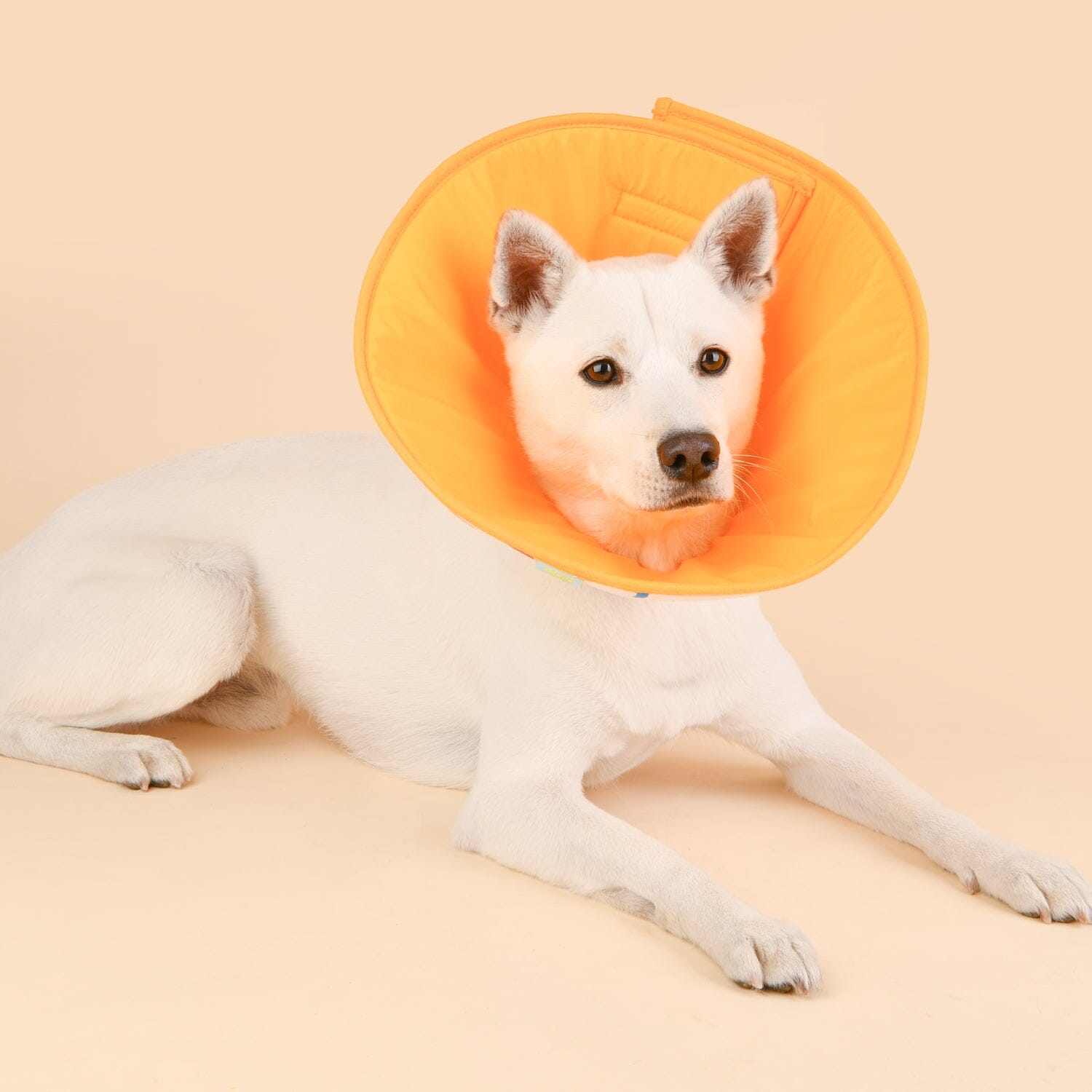 Pattern Neck Collar Or Cone For Dogs