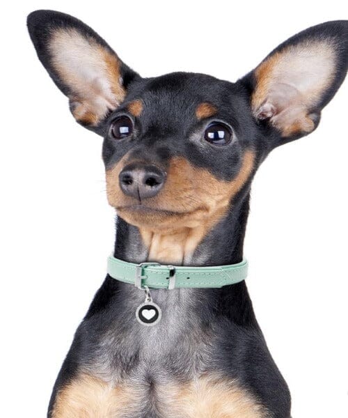 Swarovski hotsell dog tag